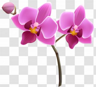 Orchids Flower Clip Art - Phalaenopsis Equestris - Orchid Cliparts Transparent PNG