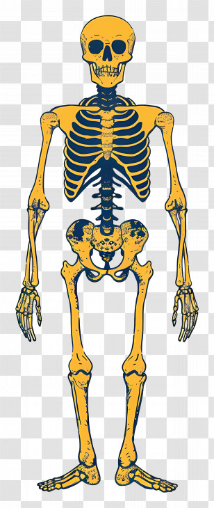 Skeleton - Human Skeleton Anatomy Illustration Transparent PNG