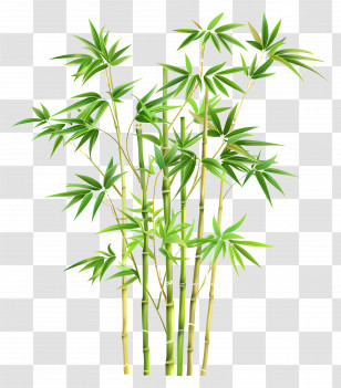 Bamboo Plant - Illustration Of Green Bamboo Stalks Transparent PNG