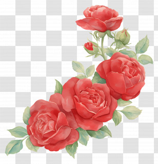 Rose Flowers - Red Roses Transparent PNG