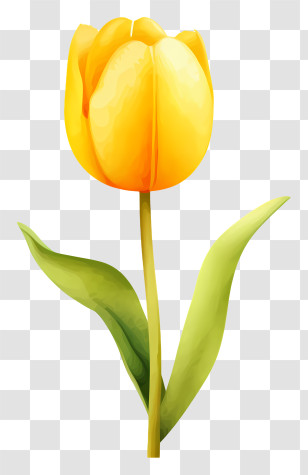 Tulip - Yellow Tulip Flower Illustration Transparent PNG