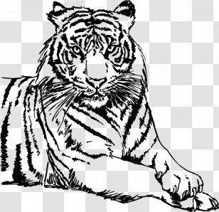Drawing White Tiger Clip Art - Watercolor - Tigre Animado Transparent PNG