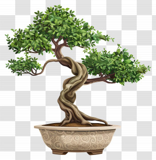 Bonsai Plant - Illustrated Bonsai Tree In Decorative Pot Transparent PNG