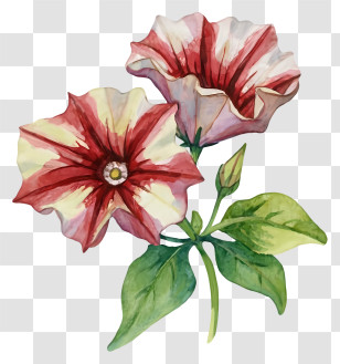 Flower Painting - Red And White Flowers With Green Leaves Transparent PNG