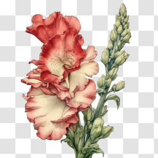Snapdragon Flower - Pink And White Gladiolus Flowers In Bloom Transparent PNG