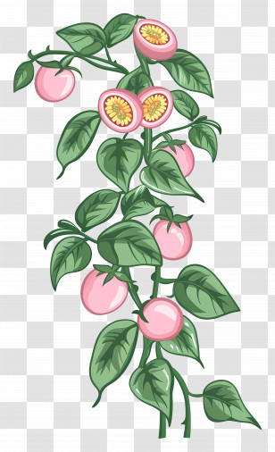 Fruit - Passion Fruit Plant With Leaves Transparent PNG