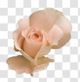 Rose Flower Desktop Wallpaper Clip Art - Flowering Plant Transparent PNG