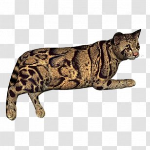 Leopard Cheetah Eurasian Lynx - Pattern Transparent PNG