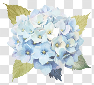 Hydrant Flower - Beautiful Blue Hydrangea Flower Bouquet Transparent PNG