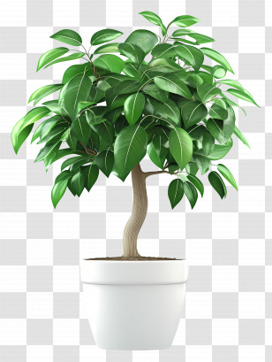 Money Tree - Green Potted Plant Transparent PNG