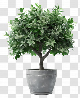 Dollar Tree - Green Potted Plant Transparent PNG
