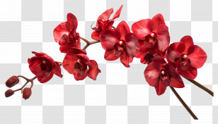 Orchid Flower - Red Orchid Flowers On A Branch Transparent PNG