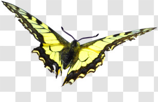 Mariposas - Yellow Butterfly With Black Edges Transparent PNG