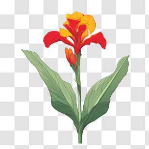 Canna Indica - Red And Yellow Canna Flower Illustration Transparent PNG
