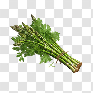 Asparagus - Bundle Of Asparagus Transparent PNG