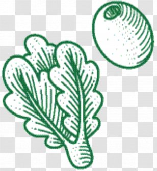 Flower Line Art - Symbol - Vascular Plant Transparent PNG