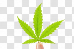Medical Cannabis Hemp Milk Industry - Plant - Leaves Transparent PNG