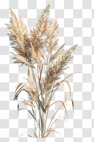 Miscanthus Sinensis - Pampas Grass With Subtle Natural Tones Transparent PNG