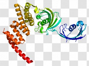 FKBP5 Tacrolimus Protein Sirolimus - Fkbp - Gene Transparent PNG