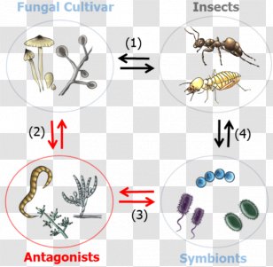 Insect Symbiosis Insect-Plant Interactions Microorganism - Body Jewelry Transparent PNG