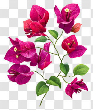 Bougainvillea Flower - Pink Flowers With Green Leaves Transparent PNG