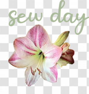 Cut Flowers Jersey Lily Moth Orchids Hippeastrum Flower Transparent PNG