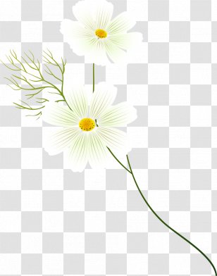 Kosmos 35 27 Clip Art - Flora - Cosmos Flower Transparent PNG