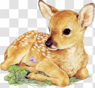 White-tailed Deer Drawing Infant Clip Art - Fawn Transparent PNG
