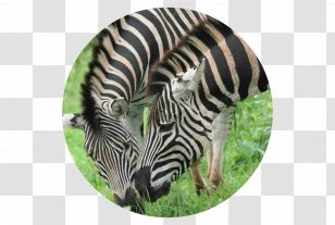 Quagga Fauna Grassland Zebra Wildlife - African Fashion Transparent PNG