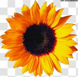 Sunflower Transparent PNG