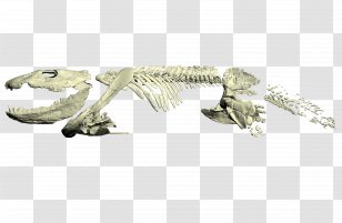 Ichthyostega Reptile Late Devonian Extinction Amphibian Tetrapods Transparent PNG