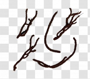 Calligraphy Font Line - Coral Sea Transparent PNG
