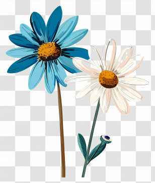 Daisy Flower - Beautiful Daisy Flowers Illustration Transparent PNG