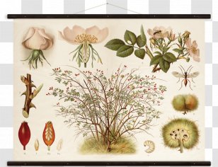 Floral Design Rosa Canina - Hundsrose Botany CanvasWall Chart Transparent PNG