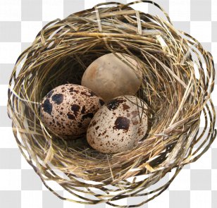 Clip Art Image Transparency Vector Graphics - Nest - Egg Transparent PNG