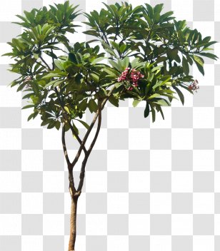 Plumeria Rubra Alba Obtusa Plant Tree - Ornamental Transparent PNG