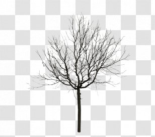 Black And White Tree Eastern Walnut - Monochrome Photography - Love Transparent PNG