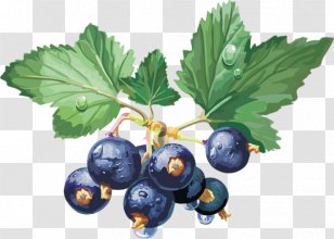 Blackcurrant Redcurrant Gelatin Dessert Golden Currant Clip Art - Photography Transparent PNG