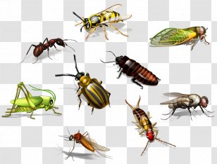 Insect Bee Ant Pest - Termite Transparent PNG