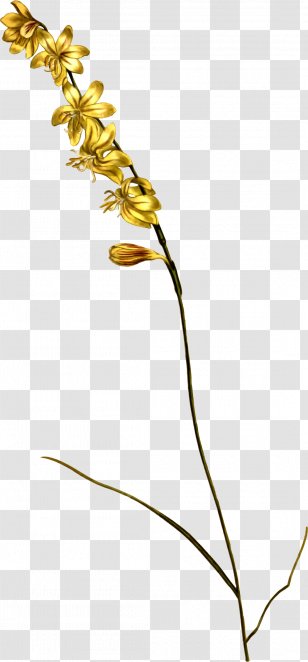 Twig Plant Stem Leaf Flower Line - Flowering Transparent PNG