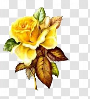 Centifolia Roses Paper Yellow Flower Clip Art - Stock Photography - Rose Transparent PNG