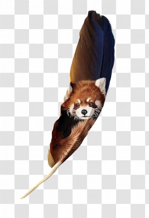 Bird Feather Painting Portrait Art - Beaver Feathers On Transparent PNG