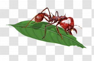Atta Laevigata Insect Red Imported Fire Ant Myrmicinae - Ants And Leaves Transparent PNG