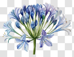 Watercolor Painting - Blue Agapanthus Flower Botanical Illustration Transparent PNG