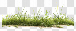 Grass Ground - Realistic Grass Border Illustration For Nature Design Transparent PNG