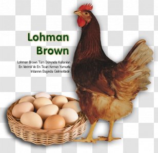 ISA Brown Lohmann Sussex Chicken Leghorn Egg - Poultry Farming Transparent PNG
