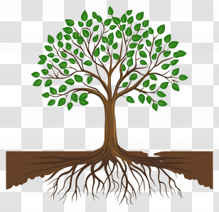 Tree With Roots - Tree With Green Leaves And Visible Roots Transparent PNG