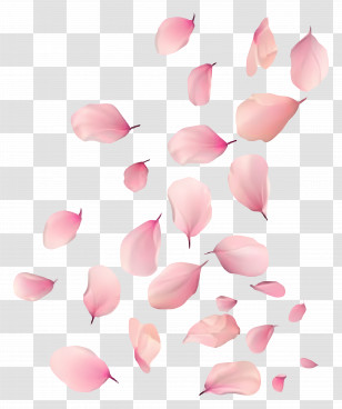 Falling Flowers - Falling Pink Flower Petals Illustration Transparent PNG