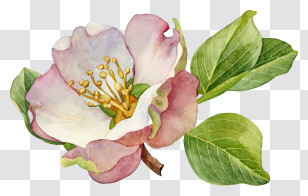 Watercolor Painting - Beautiful Flower With Leaves Transparent PNG