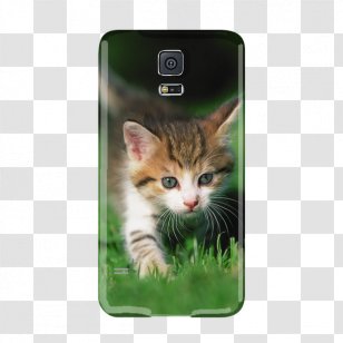 Kitten Whiskers Tabby Cat Domestic Short-haired - Snout Transparent PNG